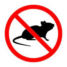 image rat barré